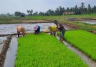 Babinsa Kananga Dampingi Petani Persiapkan Benih Padi Inpari 32 Dukung Ketahanan Pangan