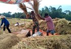Babinsa Sindangsuka Dampingi Panen Padi Inpari 32 Seluas 180 Bata
