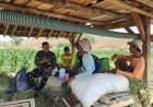 Babinsa Kananga Dampingi Petani Optimalkan Pemupukan Jagung Tahap II